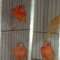 قناری سرخ ردفاکتور