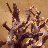 اثری هنری، خاص، تک‌نمونه و خاص