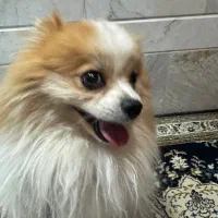 سگ پامر|سگ|قم, انصار‌الحسین|دیوار