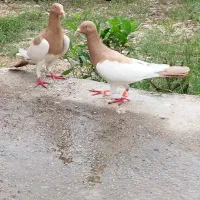 کبوتر یهودی