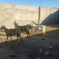 پنج راس بز آبستن کوهبنان|حیوانات مزرعه|کوهبنان, |دیوار