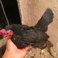 جاپنیز|حیوانات مزرعه|ارومیه, |دیوار