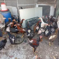 نوچه مرغ خروس لاری اصیل|حیوانات مزرعه|قم, حاج زینل|دیوار