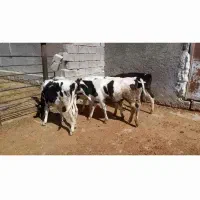 گوساله|حیوانات مزرعه|داراب, |دیوار