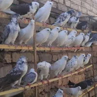 سلام خدمت دوستان ی تعداد جوجه همه تضمینی