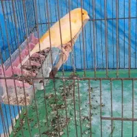 جوجه قناری درختی