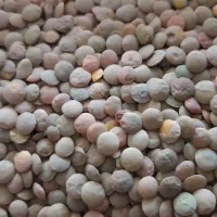 عدس تازه زود پز برنج پاکستانی