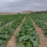 سم وکود