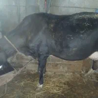 معاوضه یا فروش ۵ عدد گاو شیری