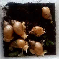 حلزون آچاتینا