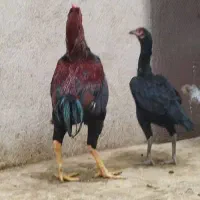 مرغ لاری مشکی