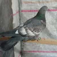 دو جفت کفتر ماده پرشی