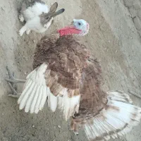 خروس|حیوانات مزرعه|هیرمند, |دیوار