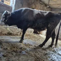 گوساله نر پرواری|حیوانات مزرعه|دره شهر, |دیوار