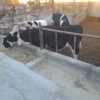 با سلام فروش گوساله نر