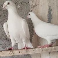 کبوتر|پرنده|اهر, |دیوار