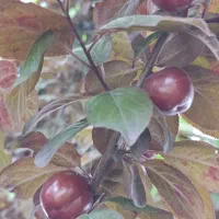 آلوچه قرمز و گوجه سبز (موجودی نهایت ۵۰ کیلو )