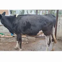 گاو سیمنتال