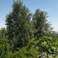 باغ یل آباد/آب/برق/گاز