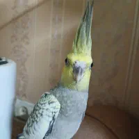 عروس هلندی نر رام با قفس|پرنده|ری, علایین|دیوار