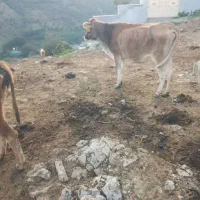 گاو گوساله|حیوانات مزرعه|چمستان, |دیوار