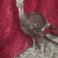 بوقلمون نر