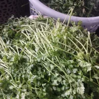 انواع سبزی