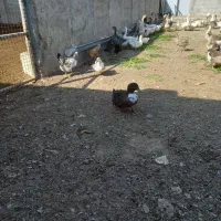 اردک|حیوانات مزرعه|رباط‌کریم, پیغمبر|دیوار