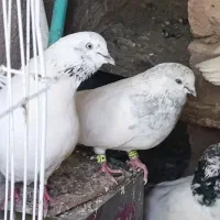 کبوتر خالسبز عتیقه