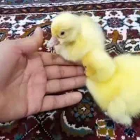 ۶عدد جوجه قوغازلیندایی از نژاد لوکس قبدار دوناف|حیوانات مزرعه|بابل, |دیوار