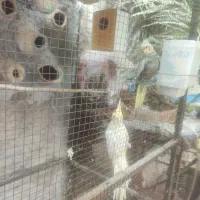 یک جفت عروس هلندی کار داده