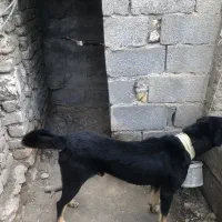 دوبرمن|سگ|مشهد, شهید جنگی|دیوار