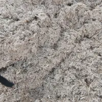 کاه نیشکر نیشکر تازه باگاس