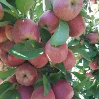 نهال سیب و ارقام مختلف میوه‌ها|خدمات باغبانی و درختکاری|مراغه, |دیوار