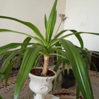 فروش گل‌های ذرتی|گل و گیاه طبیعی|فسا, |دیوار