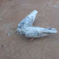 درود یک جفت سرور فروشی