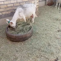 بزسانا|حیوانات مزرعه|رفسنجان, |دیوار