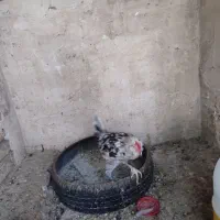 خروس