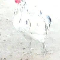 خروس محلی اصل سفید اطراف خورموج|حیوانات مزرعه|خورموج, |دیوار