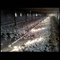 ۳ هکتار زمین سند دار جهت سرمایه‌گذاری|فروش دفتر صنعتی، کشاورزی، تجاری|محمدیه-قزوین, |دیوار