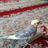 عروس هلندی سرحال و زیبا|پرنده|یزد, |دیوار