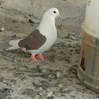 پشت سرخ و دم سفید