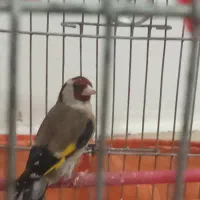 سهره معاوض دارم