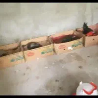 مرغ با جوجه