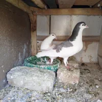 یک عدد چپ نر و ساده ی ماده ذات ۷رنگ تخته ی خال