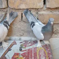 جفت سوسنی هل پاپر|پرنده|شیراز, جانبازان|دیوار