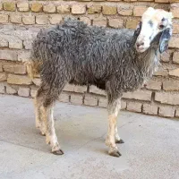 بره ماده جهت قربانی 25کیلو|حیوانات مزرعه|کرج, حیدرآباد|دیوار