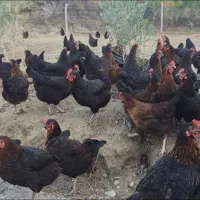 حراج مرغ تخمگذار 5ماهه