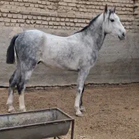 اسب و‌مادیان|اسب و تجهیزات اسب‌سواری|پیشوا, |دیوار