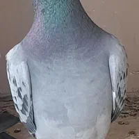 کفتر کبوتر مسافتی آلمانی